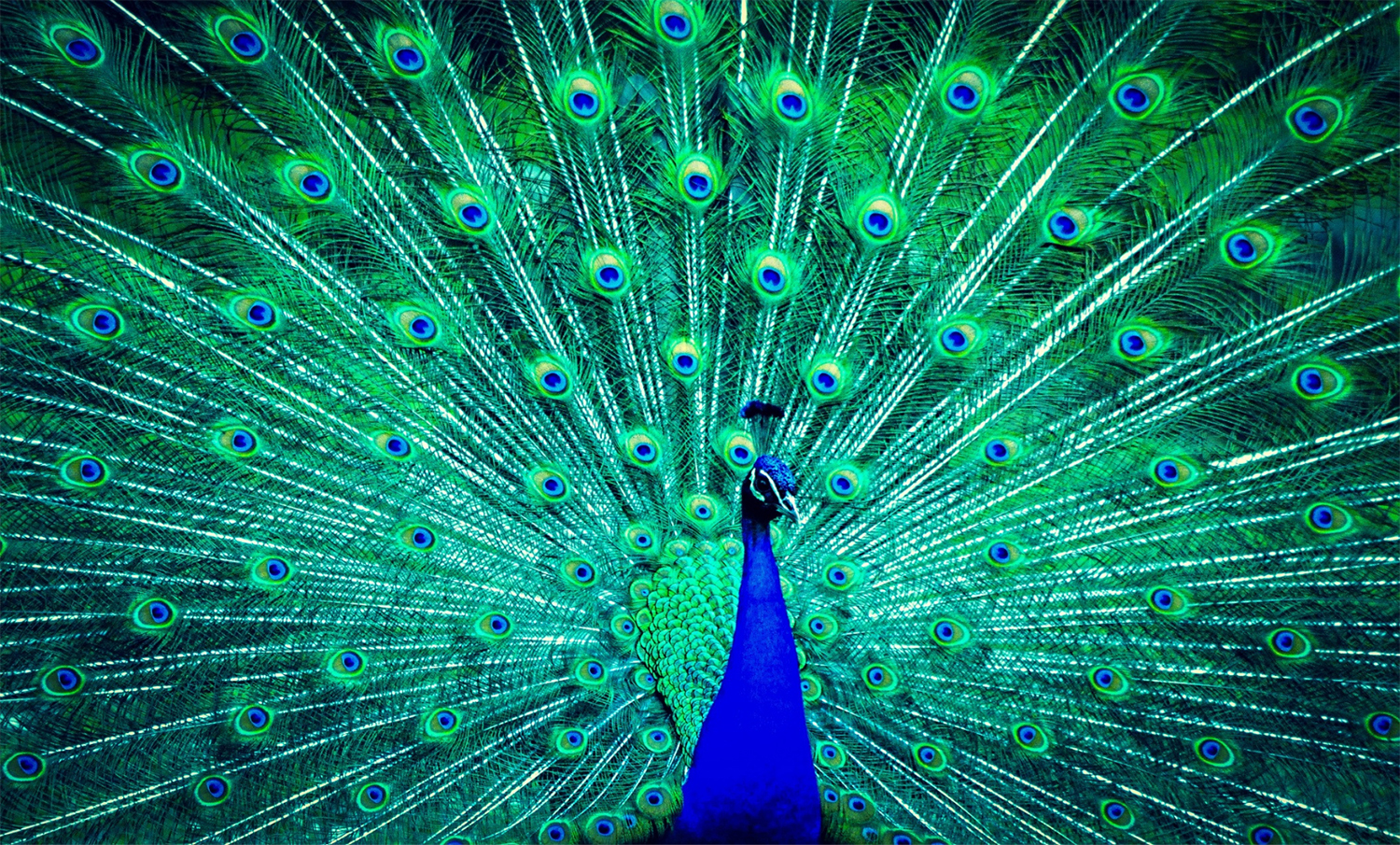 Why Your Marketing Needs to Be Memorable - peacock