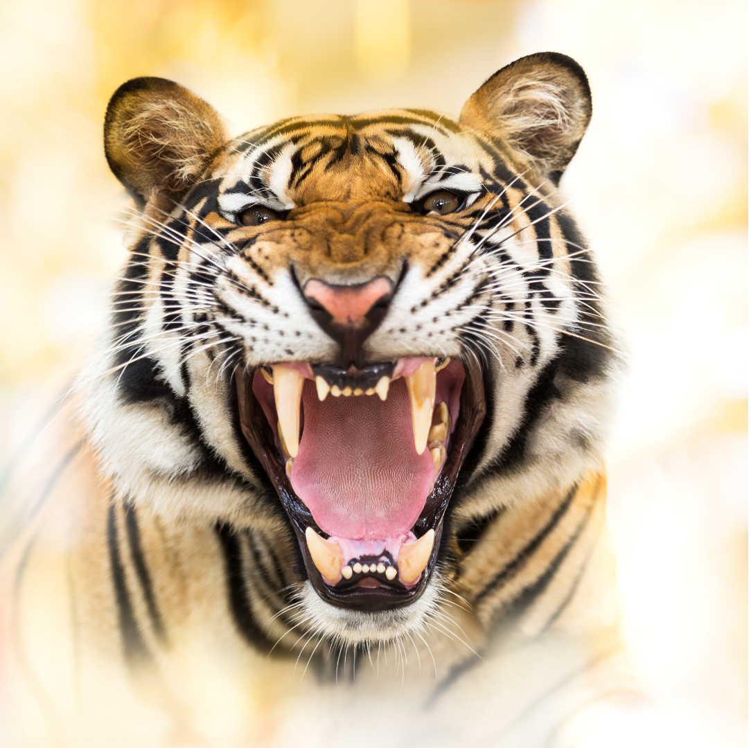 3 PR Lessons from The Tiger King to Help Your Business ROAR